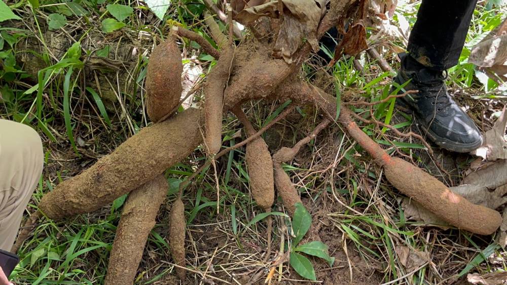 Les Bienfaits du Manioc et ses Dérivés au Cameroun